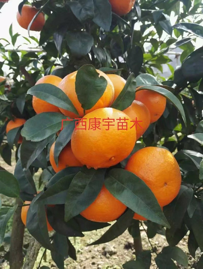 柑桔苗沃柑苗无病苗品种正宗基地直供批发