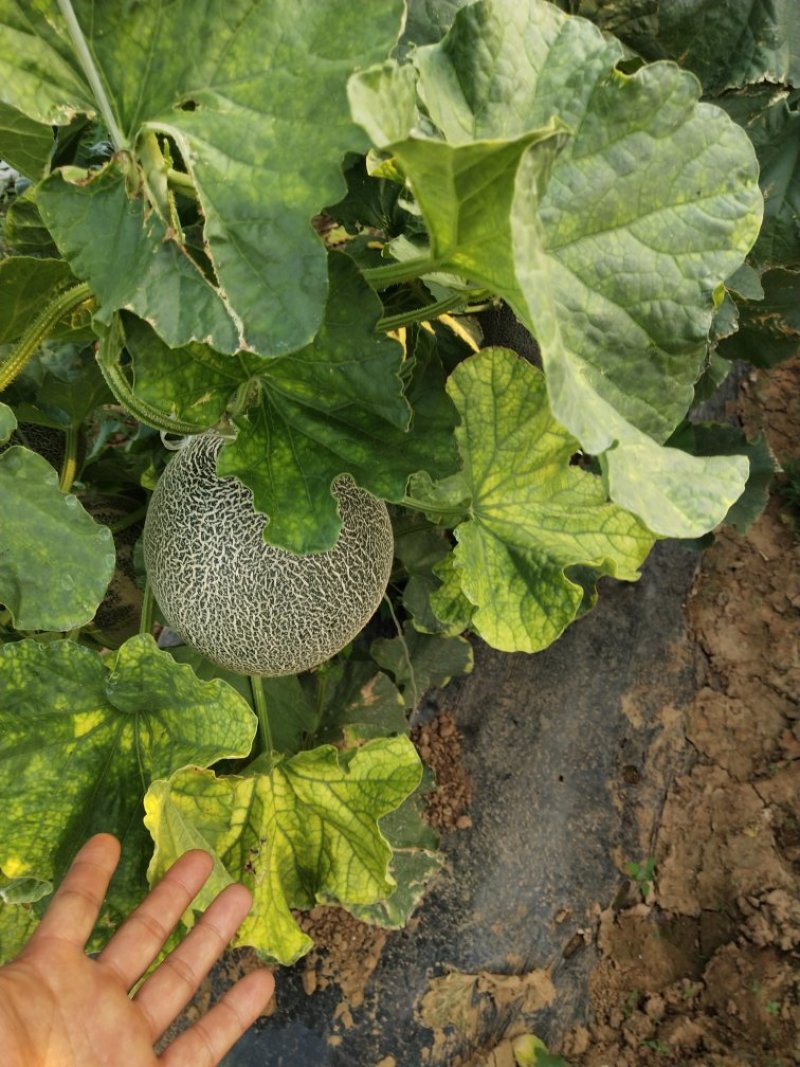 阿波罗绿网文瓜