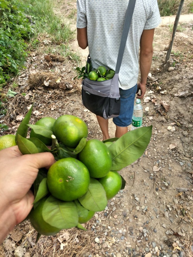 特早熟，大分四号柑橘苗自己掌控，每一个步骤。