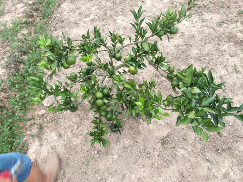 特早熟，大分四号柑橘苗自己掌控，每一个步骤。