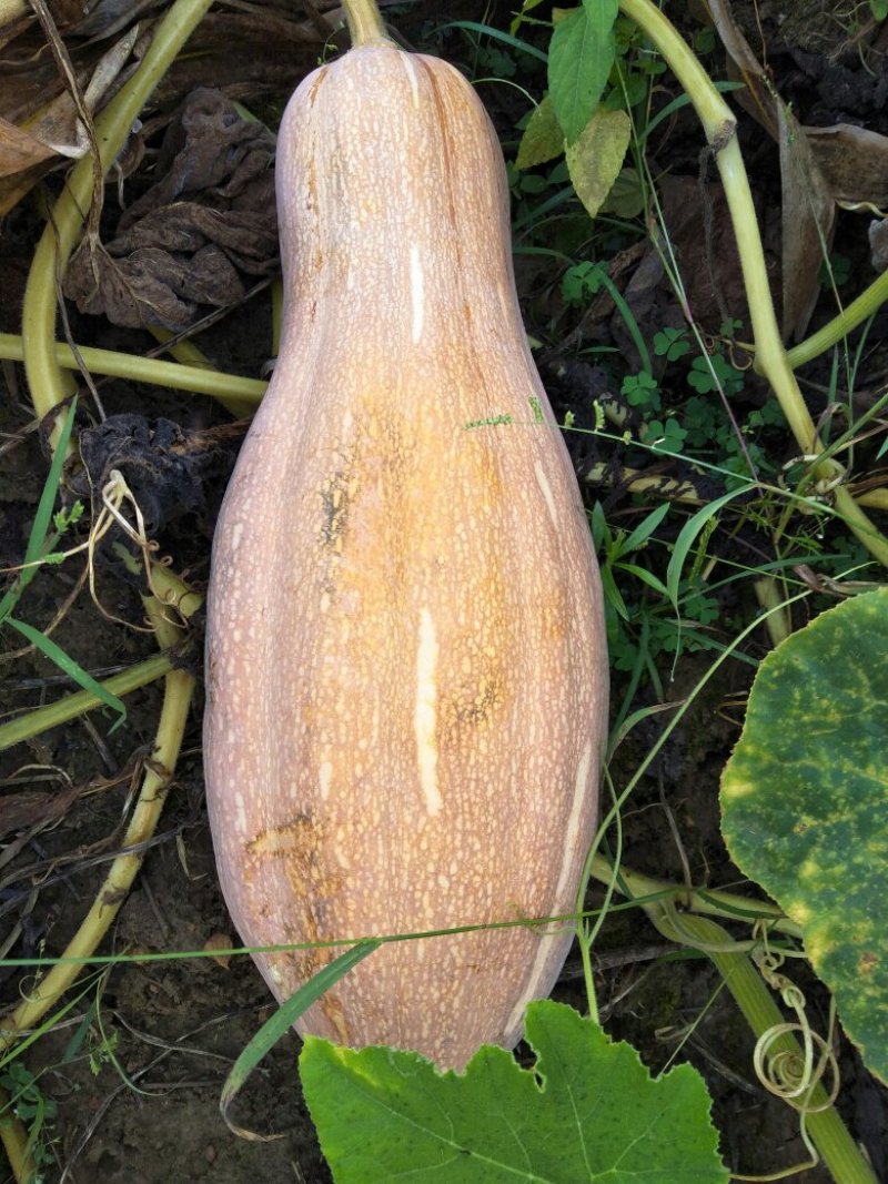 金韩蜜本南瓜，广西蜜本南瓜