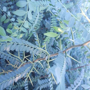 皂角树苗