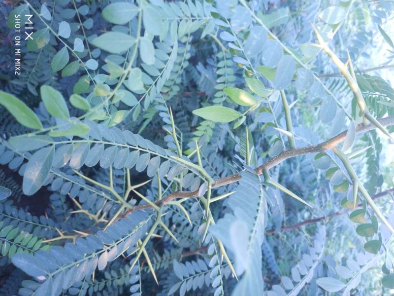 皂角树苗