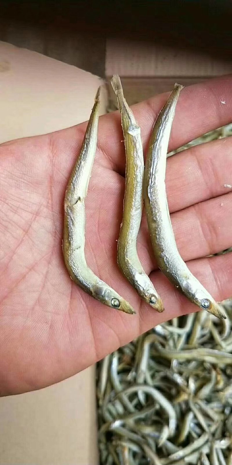 银针鱼