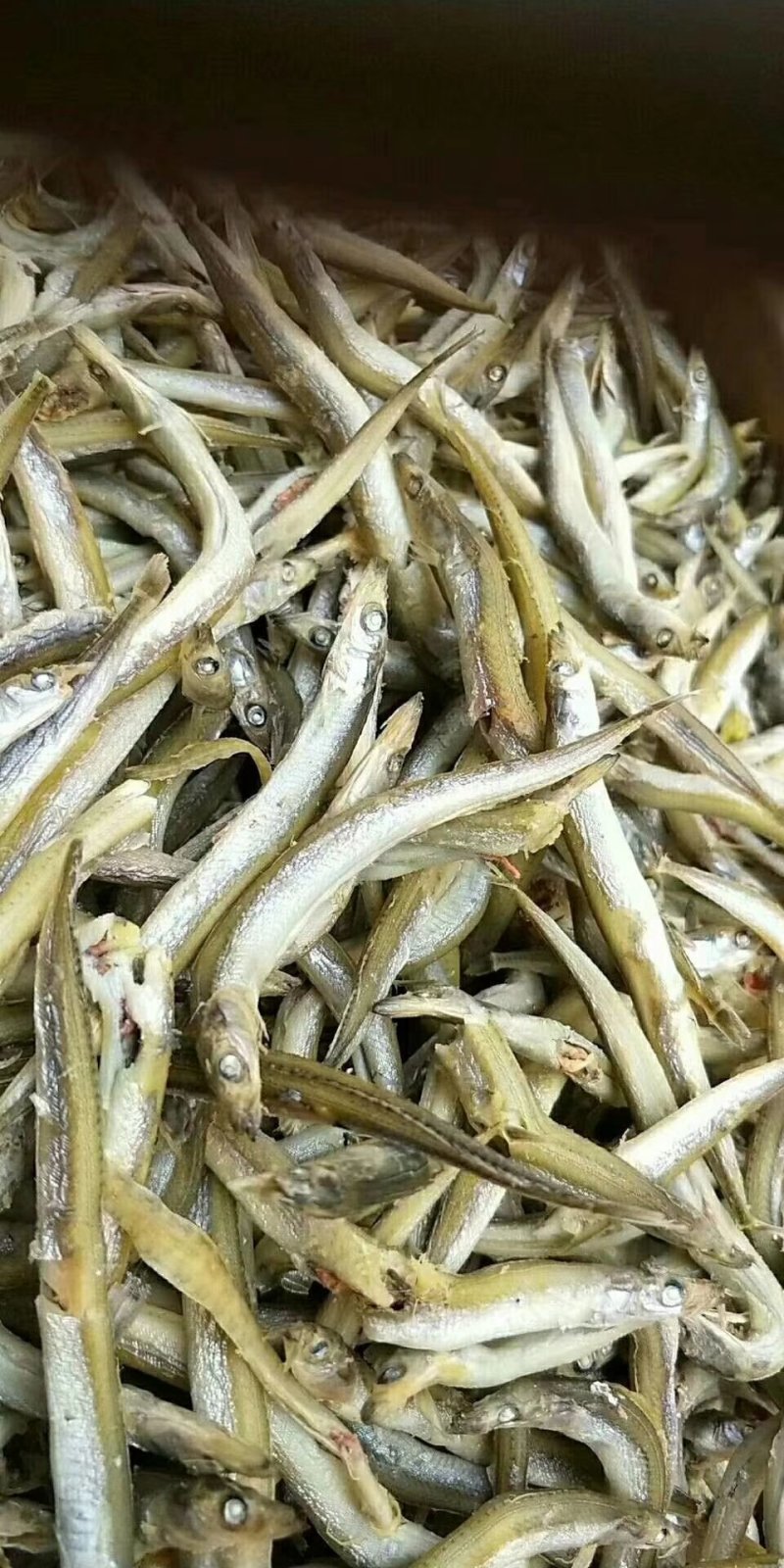 银针鱼
