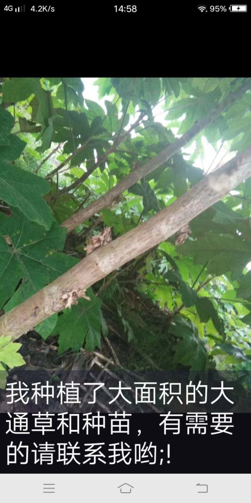 通草