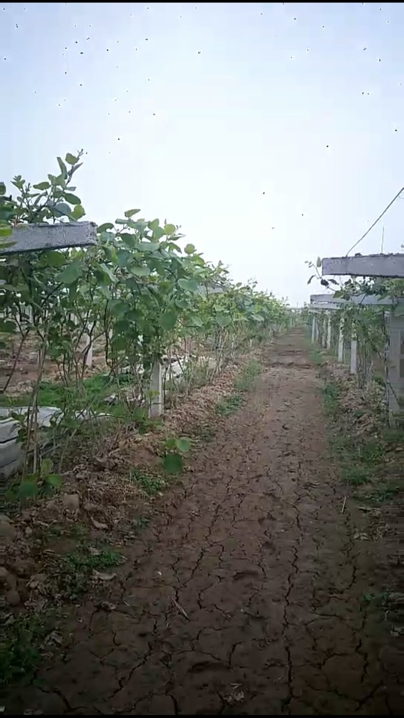 村上的土地，合同15年时间
