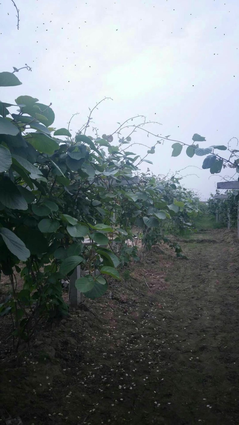 村上的土地，合同15年时间