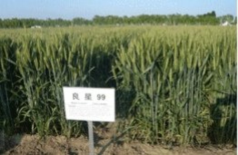 良星99大田小麦种子30斤/袋抗寒抗旱产量高