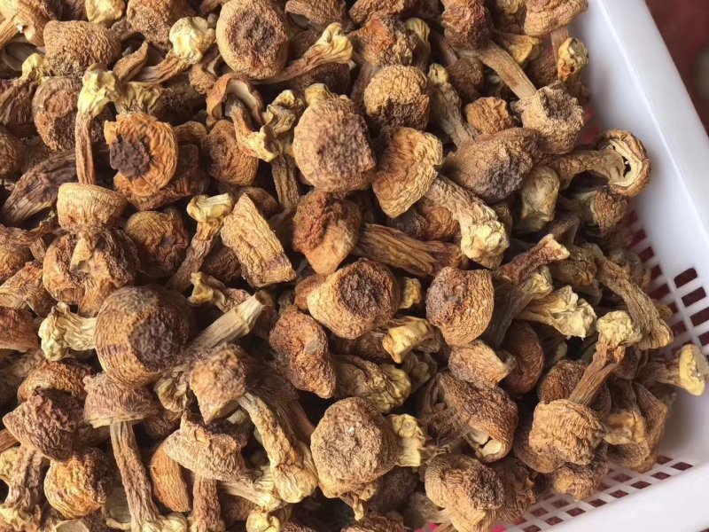 食用菌巴西蘑菇姬松茸姬菇量大优惠