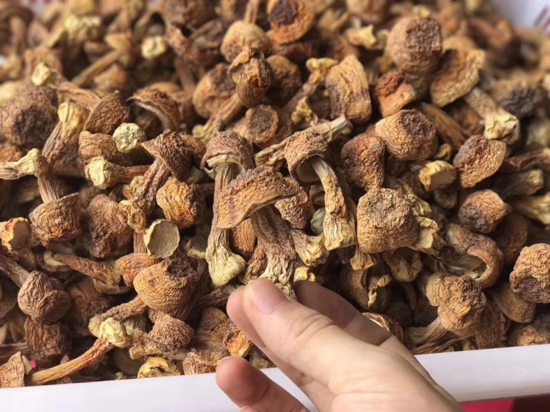 食用菌巴西蘑菇姬松茸姬菇量大优惠