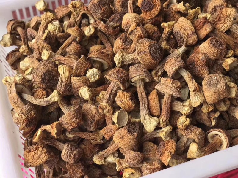 食用菌巴西蘑菇姬松茸姬菇量大优惠