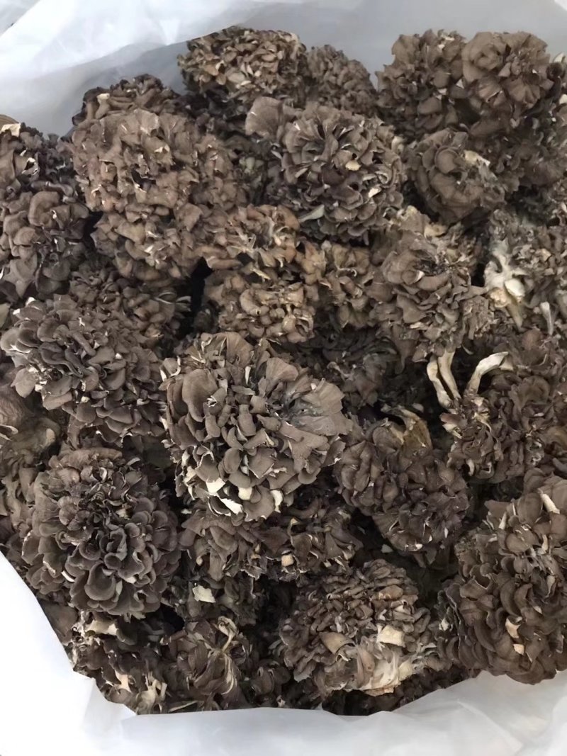 食用菌庆元灰树花干货舞茸栗蘑无泥沙