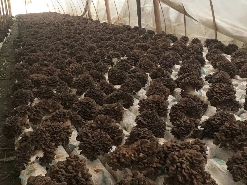 食用菌庆元灰树花干货舞茸栗蘑无泥沙