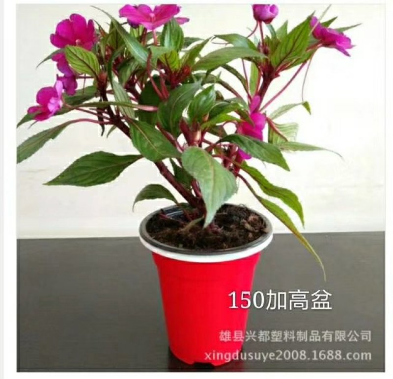 彩色花盆