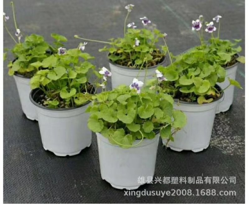 彩色花盆