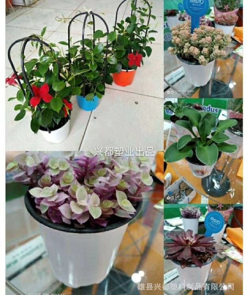 彩色花盆