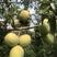 （云南木瓜）酸木瓜产地大理洱源单果重200克，85果