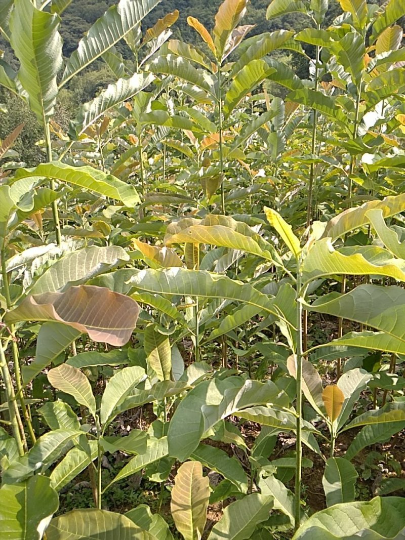 一至二年的药材厚朴苗基地常年供应，大小都有，各种规格齐全