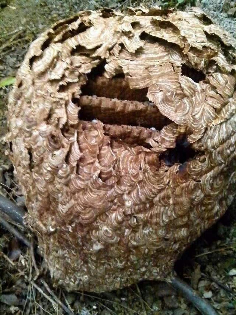正宗土蜂野生土蜂子欢迎订购