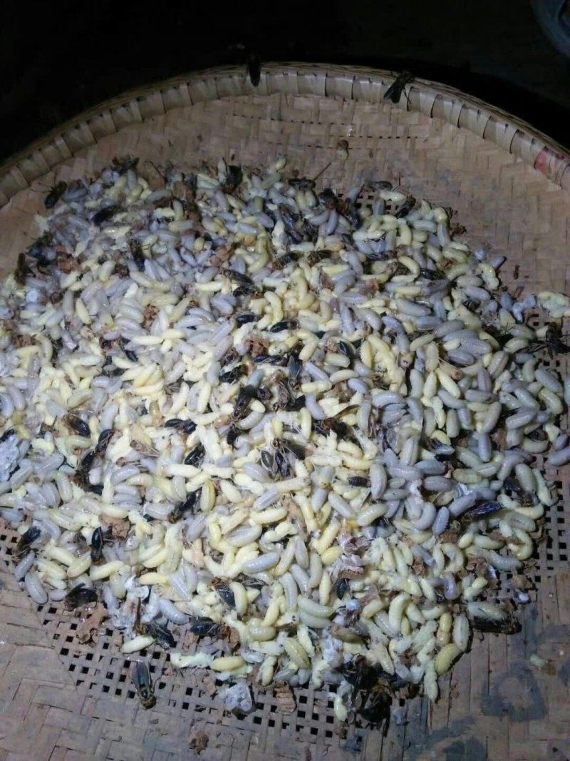 正宗土蜂野生土蜂子欢迎订购