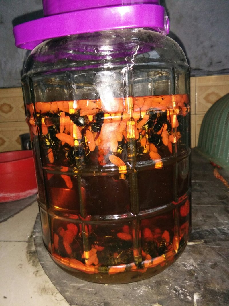 正宗土蜂野生土蜂子欢迎订购