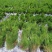 油松苗30公分油松苗营养袋苗油松苗价格油松苗基地