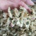 正品黄山贡菊,大货批发