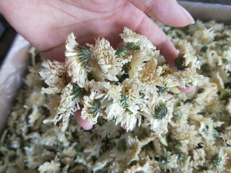 正品黄山贡菊，大货批发