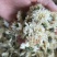 正品黄山贡菊,大货批发