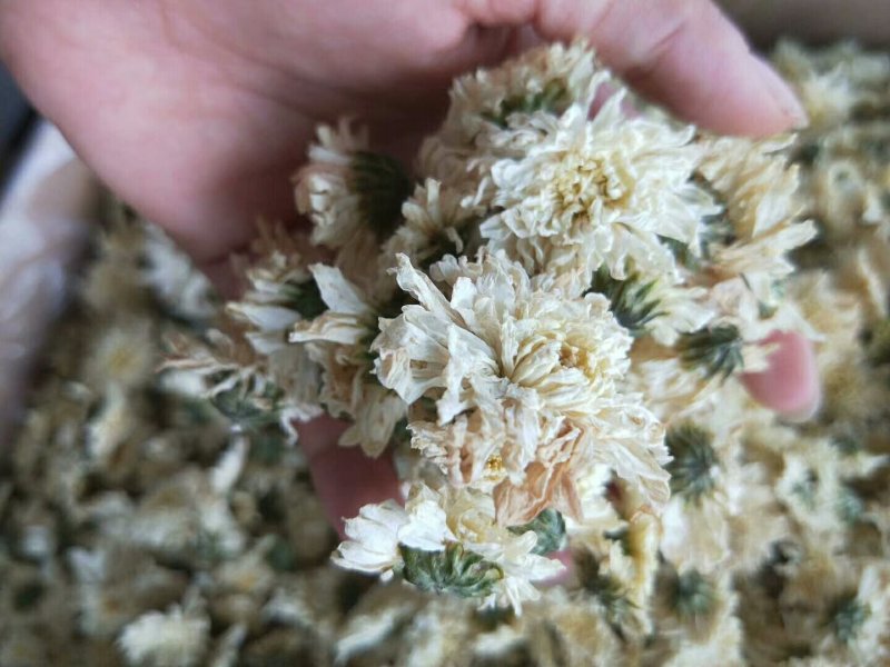 正品黄山贡菊，大货批发