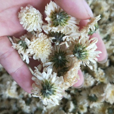 正品黄山贡菊,大货批发