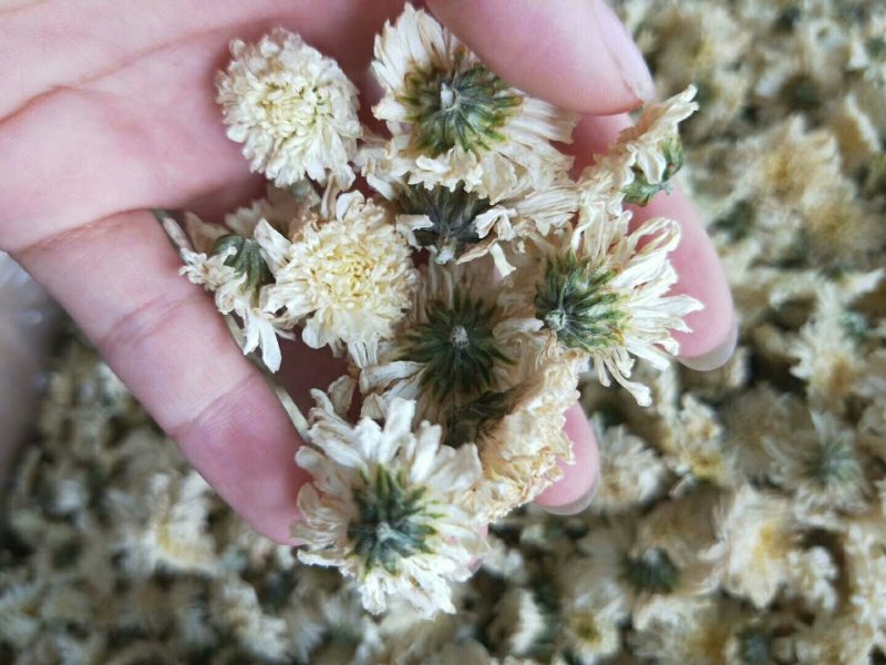 正品黄山贡菊，大货批发