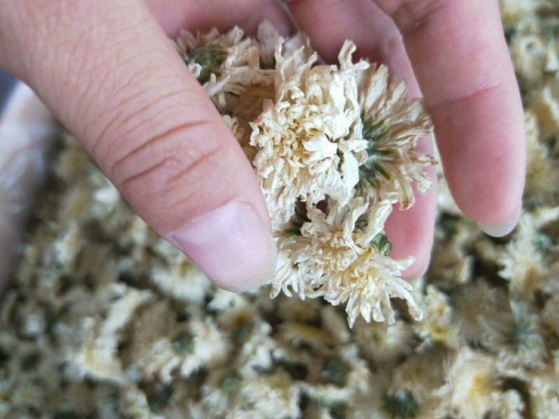 正品黄山贡菊，大货批发