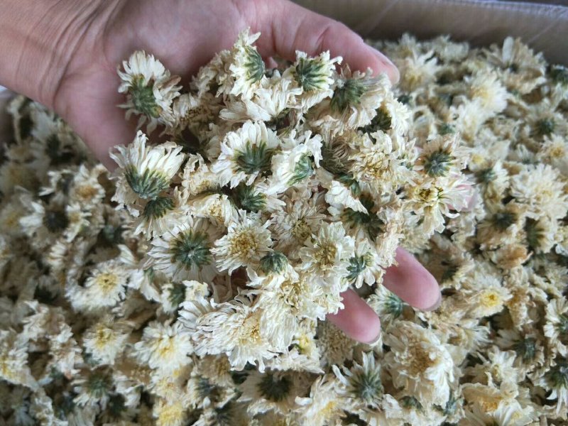 正品黄山贡菊，大货批发