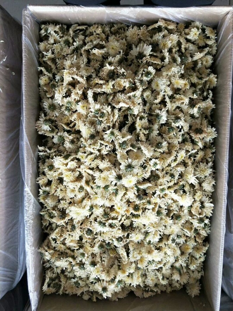 正品黄山贡菊，大货批发