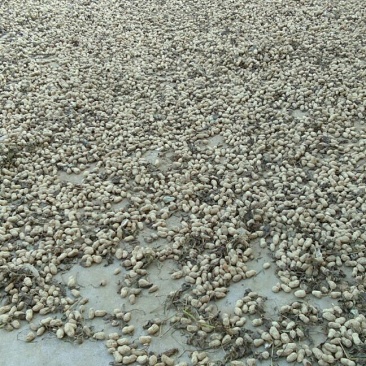 精选果，手选果，