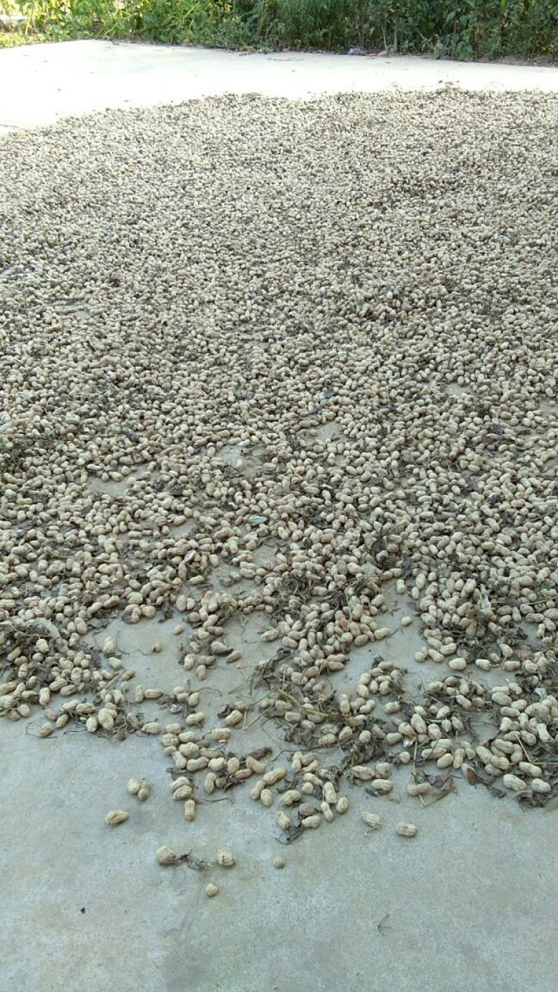 精选果，手选果，