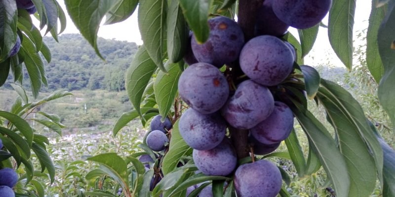 脆红李，量大汁甜。