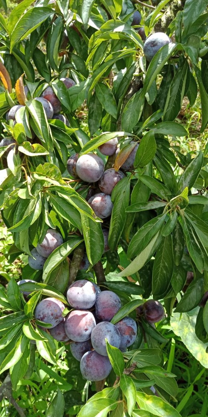 脆红李，量大汁甜。