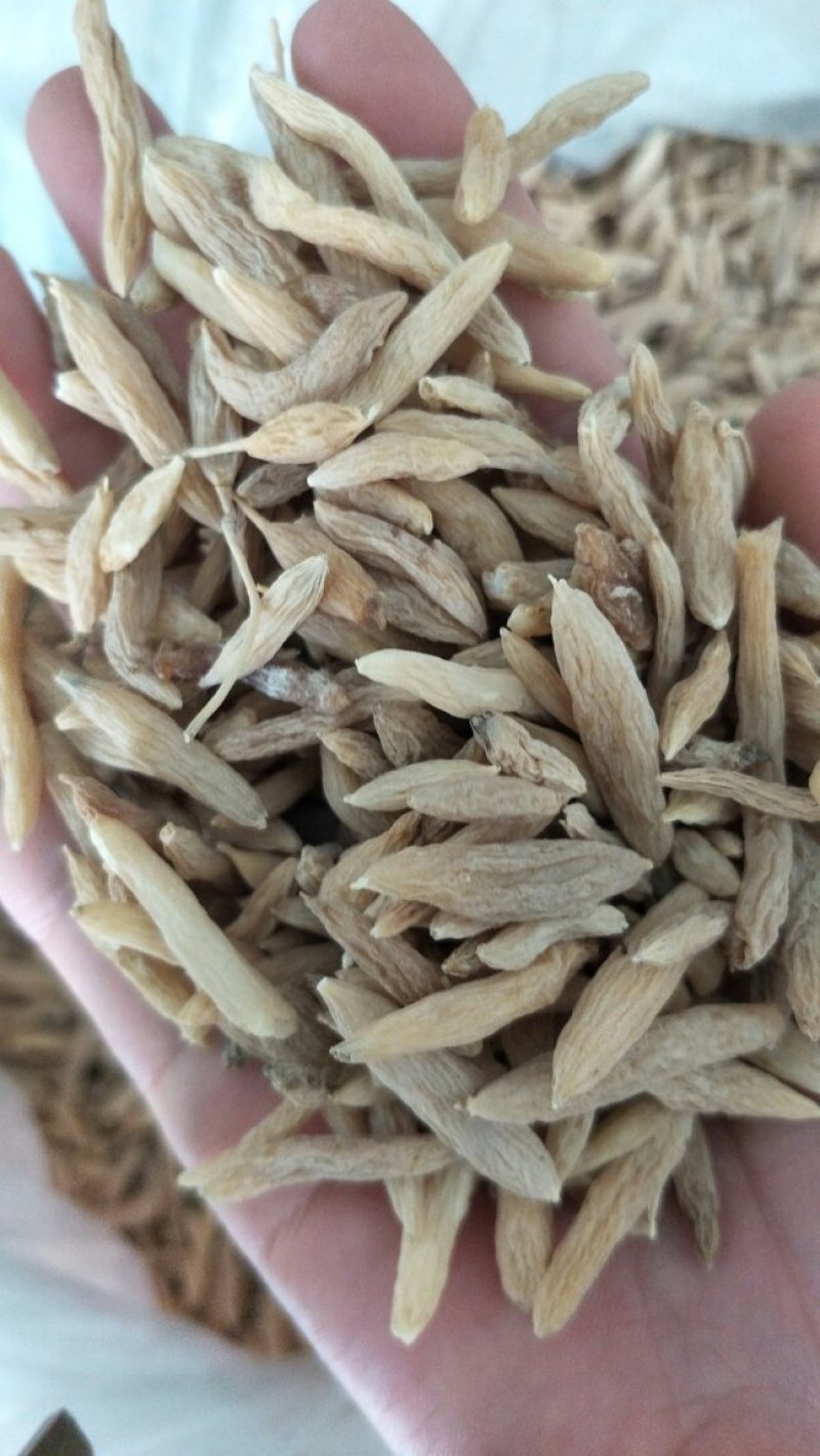 药厂投料各种麦冬，麦冬茶