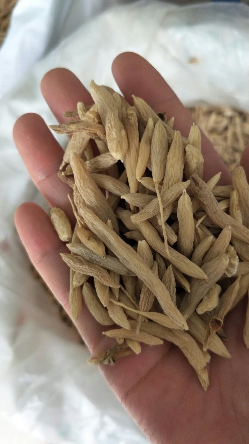 药厂投料各种麦冬，麦冬茶