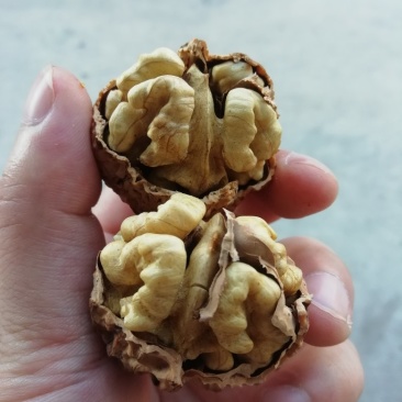 新货产地直销质量保证包退包换云南大泡核桃云南核桃
