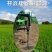 井焱电动移苗器套筒挖树器挖苗器起苗器挖树机包邮