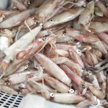野生海虾九节虾
