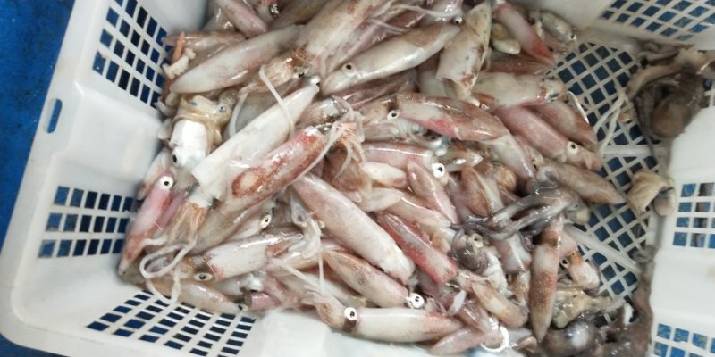 野生海虾九节虾
