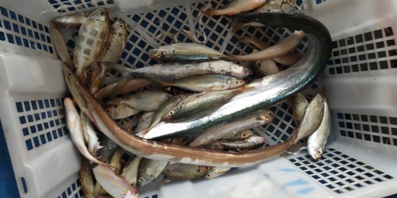 野生海虾九节虾