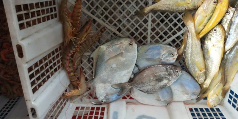 野生海虾九节虾