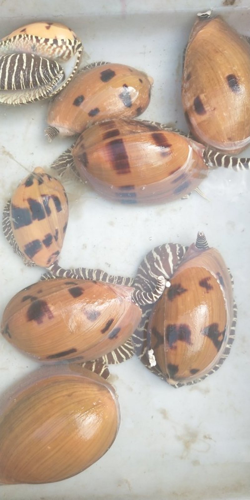 野生海虾九节虾
