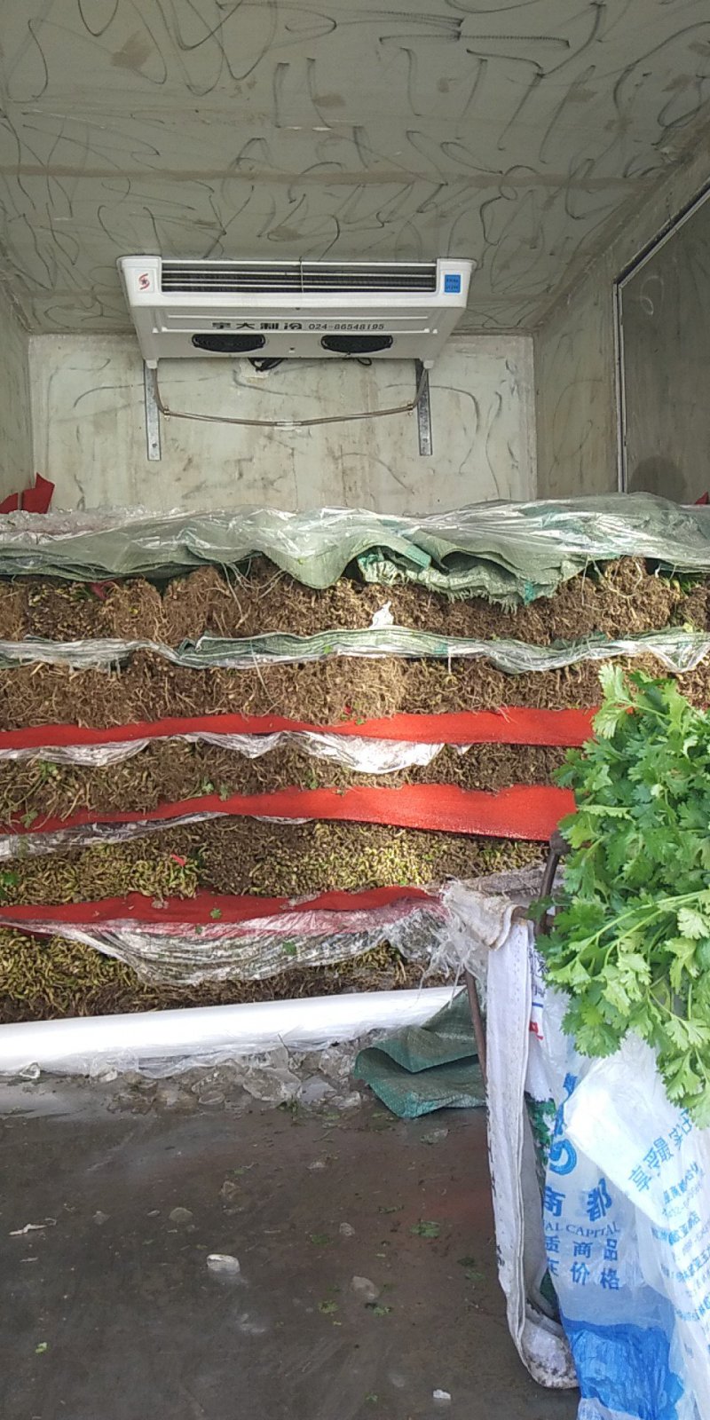 大叶香菜吉林香菜大量供应，对接全国市场欢迎咨询